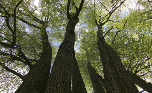 Liep+ pav+sin+ 0001.jpg